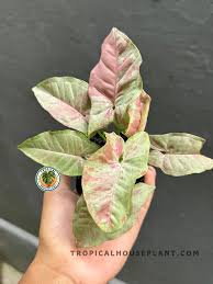 Image result for Syngonium