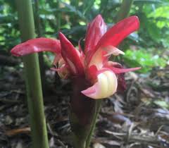 Image result for Aframomum angustifolium