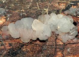 Image result for Exidia sp.