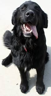 Male female summer & fall $3000. Pin On Animals