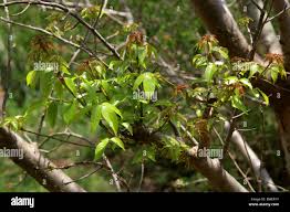 Image result for Burseraceae