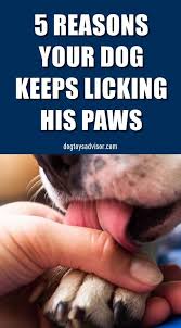 Pin On Dogs