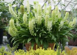 Image result for Eucomis zambesiaca