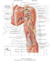 Radial Nerve In Arm And Nerves Of Posterior Shoulder Radial Nerve Medical Illustration Massage Therapy