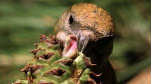 Three yearsfrom the time young cones appear on the tree, it takes nearly three years for them to mature. Bbc Four The Life Of Birds The Insatiable Appetite Seed Specialists