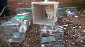 We did not find results for: Dead Cats 2 Feet Of Human Feces Found In Lynbrook Home Police Abc7 New York