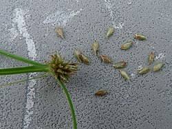 Image result for Kyllinga robinsoniana