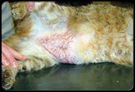 13 Causes Of Feline Hair Loss Lovetoknow