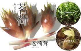 野菜 ショウガ 生姜 ミョウガ 茗荷 やさい くだもの図鑑