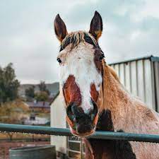 How Much Do Horses Cost?