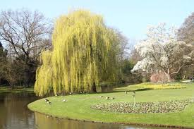 Image result for Salix babylonica