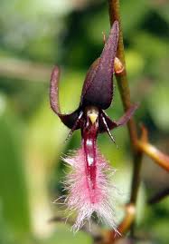 Image result for Bulbophyllum saltatorium