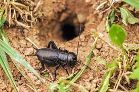 Camel crickets are attracted to sources of water, as are many other critters like pill bugs, rats, and even wolf spiders. Crickets The Pests You Need To Know About Pest Control Philippines