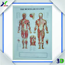 Custom Plastic 3d Medical Anatomical Chart Educational Embossed Medical Chart Buy 3d Anatomical Chart Anatomical Chart Embossed Medical Chart