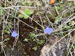 Image result for Lobelia chireensis