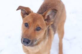 4,611 White Pat Stock Photos