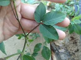 Image result for Cleome aculeata