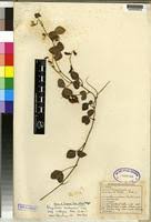 Image result for Rhynchosia usambarensis