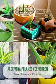 Im Gegensatz Zu Anderen Sukkulenten Und Kakteen Ist Es Schwierig Eine Aloe Ver Im Gegensatz Zu Anderen Suk Aloe Vera Pflanze Aloe Vera Vermehren Aloe Pflanze