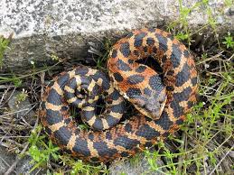 Eastern Hognose Snake Hognose Snake Snake Cute Reptiles