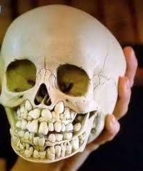 Baby Skulls Have So Many Teeth Milk Teeth And Permanent Teeth Below Childs Skull Teeth Dental