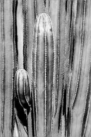 Full length of woman photographing cactus. Black Arizona Cactus Close Up Posters And Prints Posterlounge Ie