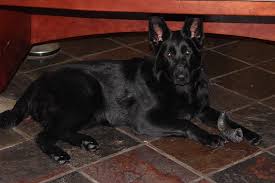 This is desperado pick of the litter female and it shows. Black German Shepherd Browning Haus German Shepherds