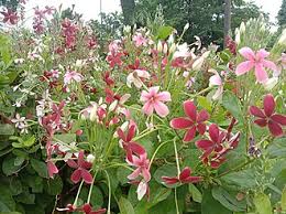 Image result for Combretum indicum