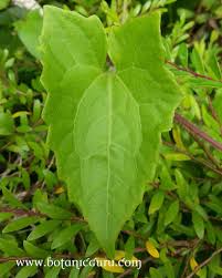 Image result for Thunbergia graminifolia