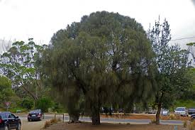 Image result for Casuarina verticillata