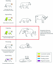 Shy chic overwhelmed by ed's oral maneuver. Food Capture In Vertebrates A Complex Integrative Performance Of The Cranial And Postcranial Systems Springerlink