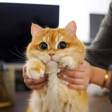 Jolenemaasland Adli Kullanicinin Katten Panosundaki Pin Kediler Ve Yavrulari Sevimli Kediler Cok Sirin Hayvanlar