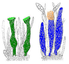 Both follow the pattern of alternation of generations. Sexual Reproduction Bryophyte