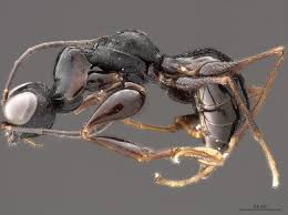 Image result for Gonatopus clavatus