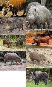 In case of outdoor housing, the owner must be conscious and. Suidae Wikipedia