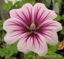 Kissing cousins to classic hollyhocks, french hollyhock has pale pink dimpled petals with showy violet tracery that bloom from. Malva Sylvestris Zebrina About Garden Com