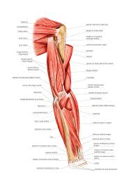 Upper right back pain can be caused by a number of reasons including torn or stretched muscles and ligaments, sudden trauma, muscle overuse, pinched the majority of upper back pain is caused by trauma or injury. Muscles Of Right Upper Arm Photograph By Asklepios Medical Atlas