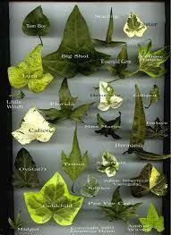 A Vital Vine 11 Best Varieties Of Ivy Gardenista Ivy Plant Indoor Types Of Ivy Ivy Plants