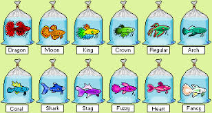 Betta Fish Types Best Betta Fish Care Technique