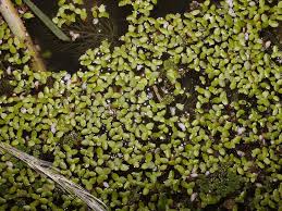 Image result for Lemna aequinoctialis