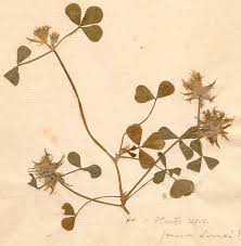 Image result for Trifolium spumosum