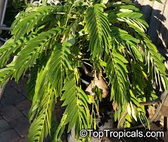 Image result for Phyllanthus mendesii