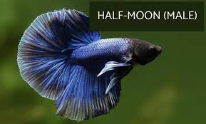 There are lots of different types of betta fish and this article covers them in detail including breeds, patterns, colors, tail differentiation and more. Types Of Siamese Fighting Fish With Pictures