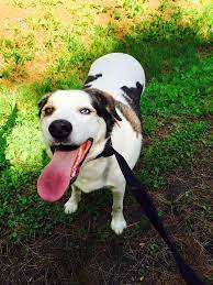 Mobile Uploads Maine Lost Dog Recovery Losing A Dog Dog Owners Dogs