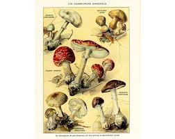 1869 Morille Amanite Chanterelles Lichen Champignon Algues Planche Illustree Identification Botanique Impressions Botaniques Etsy Dessin