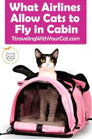 the real trick is learning which airlines allow you to fly with your cat after that you should familiarize yourself with the b cats cat parenting teacup cats