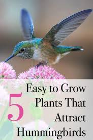 Check spelling or type a new query. Top Flowers For A Hummingbird And Butterfly Garden Flowers That Attract Hummingbirds Butterfly Garden Plants Hummingbird Plants
