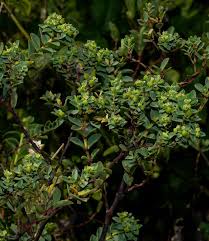 Image result for Euphorbia zambesiana