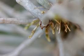 Image result for Microcoelia exilis