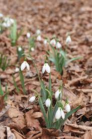 Snowdrop Plants Add Warmth To Winter Gardens Entertainment Life Goupstate Spartanburg Sc